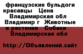 французские бульдоги красавцы › Цена ­ 15 000 - Владимирская обл., Владимир г. Животные и растения » Собаки   . Владимирская обл.